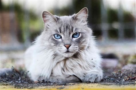 cute cat breeds.